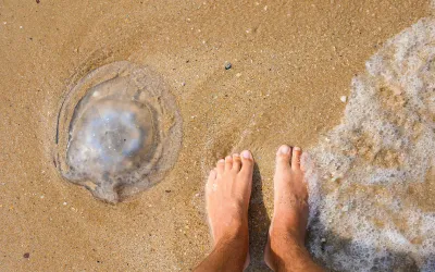 a jellyfish on the beach